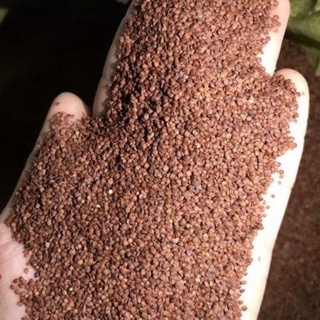 Mặt nạ ngũ hoa hạt to (1kg)