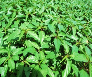 Hạt giống rau đay