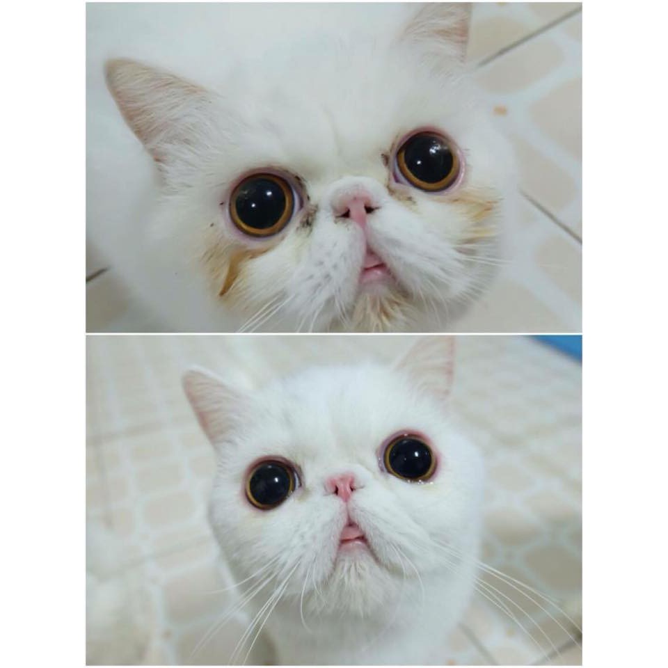 Khăn Ướt Lau Mắt Chó Mèo Chống Ố, Ngừa Gèn, Bông Lau Khóe Mắt Cho Thú Cưng Miếng Vệ Sinh Mắt Mèo, Poodle 150 miếng