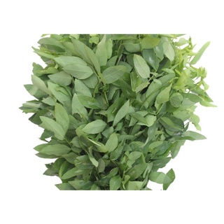 Hạt giống rau ăn lá Bồ Ngót
