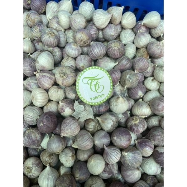 Tỏi cô đơn Phan Rang size to thơm ngon shop có bỏ sỉ (làm tỏi đen)