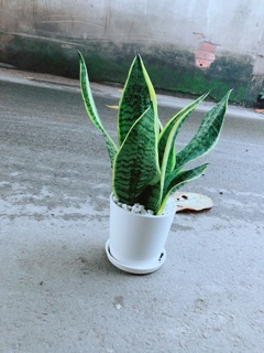 Chậu Lưỡi Hổ Cao