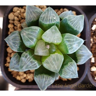 Sen đá kim cương | Haworthia Shiba Toshi