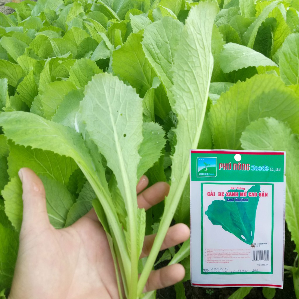 Giống Cải Bẹ Xanh Mỡ Phú Nông 50gr