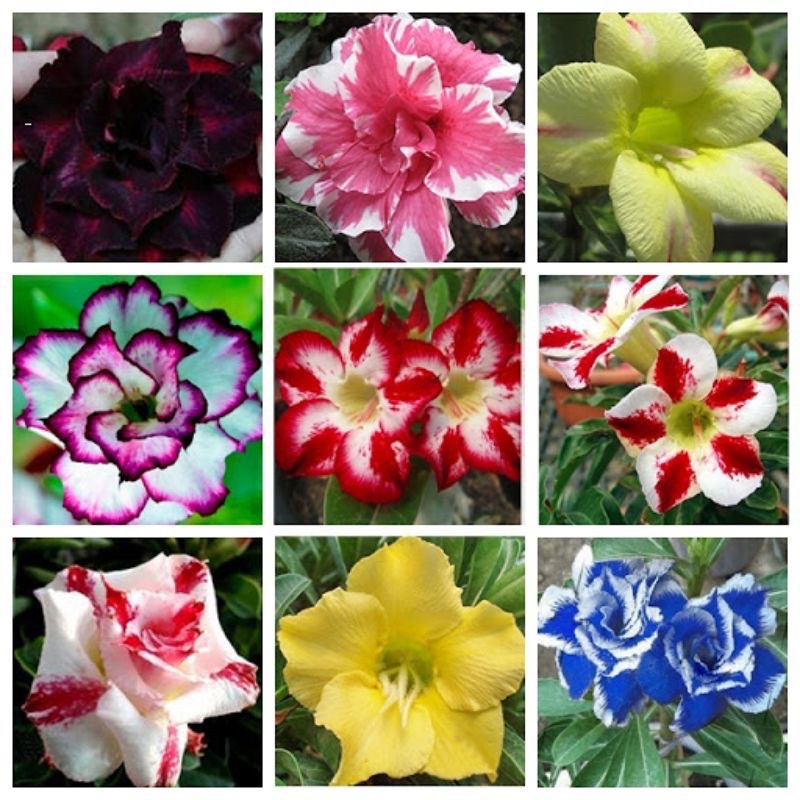 Hạt giống hoa sứ Thái Lan Mix 1gói
