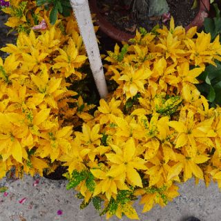 Cây Vàng Bạc lớn ( đã bật hỏa tốc )