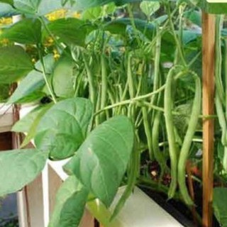 10Gr Hạt Giống Đậu Cove Bụi Lùn luckyseed hạt siêu rẻ