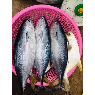 Cá ngừ tươi ngon