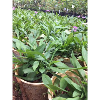Combo 25 cây giống hoa thạch thảo đỏ/trắng ( hoa đẹp, lâu tàn).