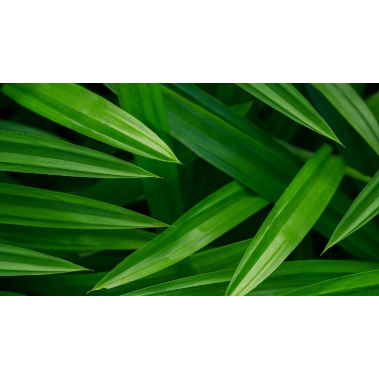 Hương lá dứa thực phẩm màu Trắng