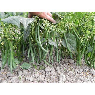 Hạt Giống Đậu Cove Cao Sản Giòn Ngọt