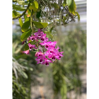 TRẦM TÍM  RỪNG GIỐNG