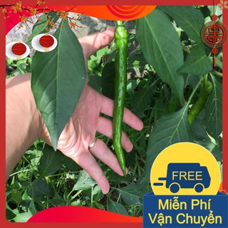 Combo 3 gói hạt giống ớt hàn quốc