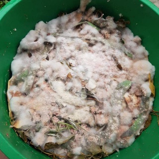 Chế phẩm vi sinh Trichoderma 1kg