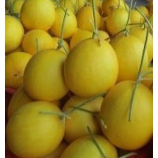 Hạt giống Dưa lê kim cô nương F1_Dưa hoàng hậu