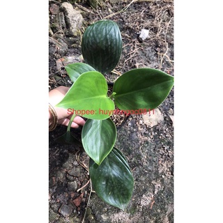trầu bà đế vương xanh đậm/vàng chanh mini