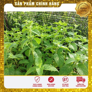 Hạt giống cây Bạc Hà Tây 1gr