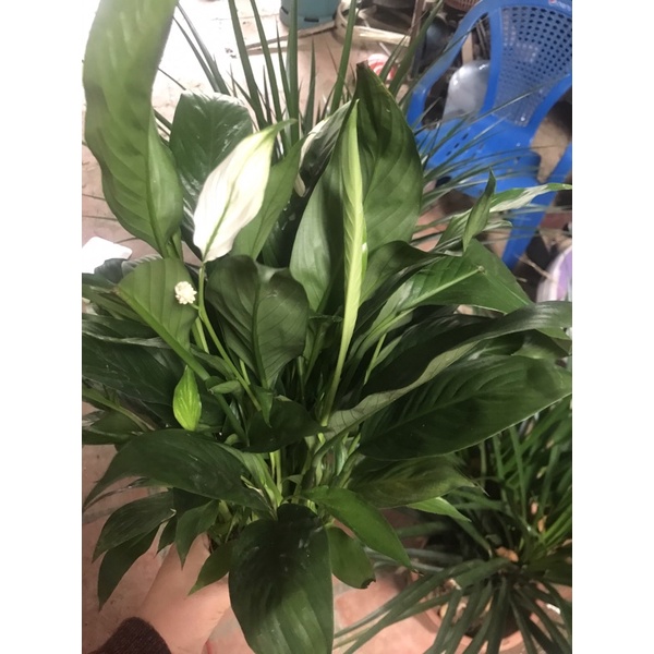 Cụm 3  cây lan ý