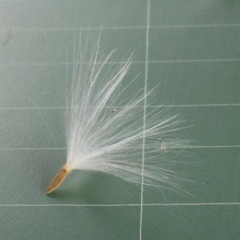 Hạt Giống Cây Lá Giang - 10 hạt /gói