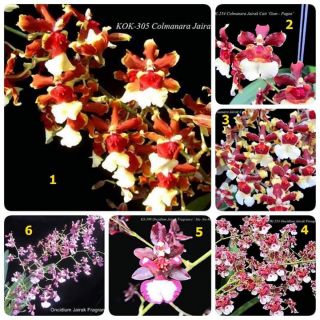 6 cốc hoa lan vũ nữ Sharry baby thơm