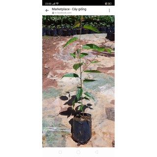 Cây mai anh đào (Ảnh thật số 2) cao 50 cm.