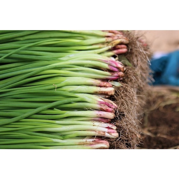 Hạt Giống Hành Lá F1  - gói 1G