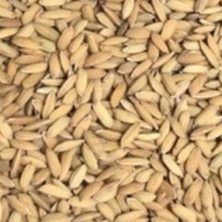 1kg lúa ( thóc ) cho chim ,gà