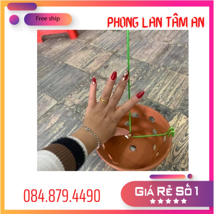Que Nẹp Chậu Giữ Lan, Kẹp chậu (Dài 28-30cm )