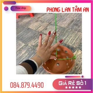 Que nẹp chậu giữ lan, kẹp chậu