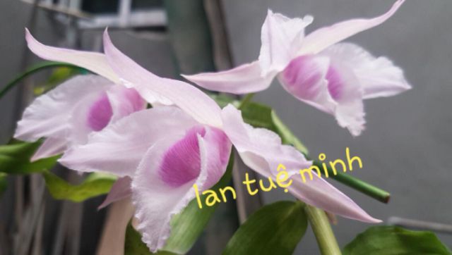 [HÀNG ĐẸP] Bộ dao điêu khắc, chạm, trổ, tách, ghép cao cấp 14 chi tiết Cmart