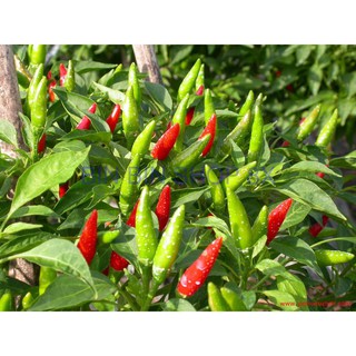 HẠT GIỐNG ỚT CHỈ THIÊN (30 hạt)