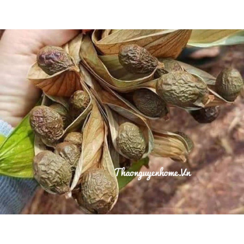 Quả đười ươi rừng già (4 năm mới có 1 mùa)