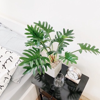 Cây trầu bà chân vịt lớn