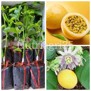 Cây Giống Chanh Dây Ngọt Vàng_ Chanh Leo ghép gốc nhãn lồng , dễ trồng nhanh cho trái