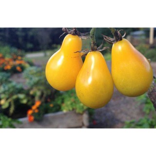 Hạt Giống Cà Chua Lê Vàng - 30 Hạt