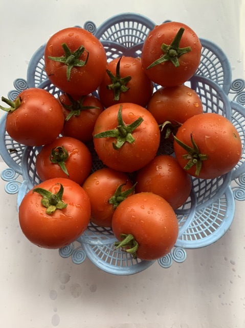 Hạt giống cà chua vô hạn F1 Taka050