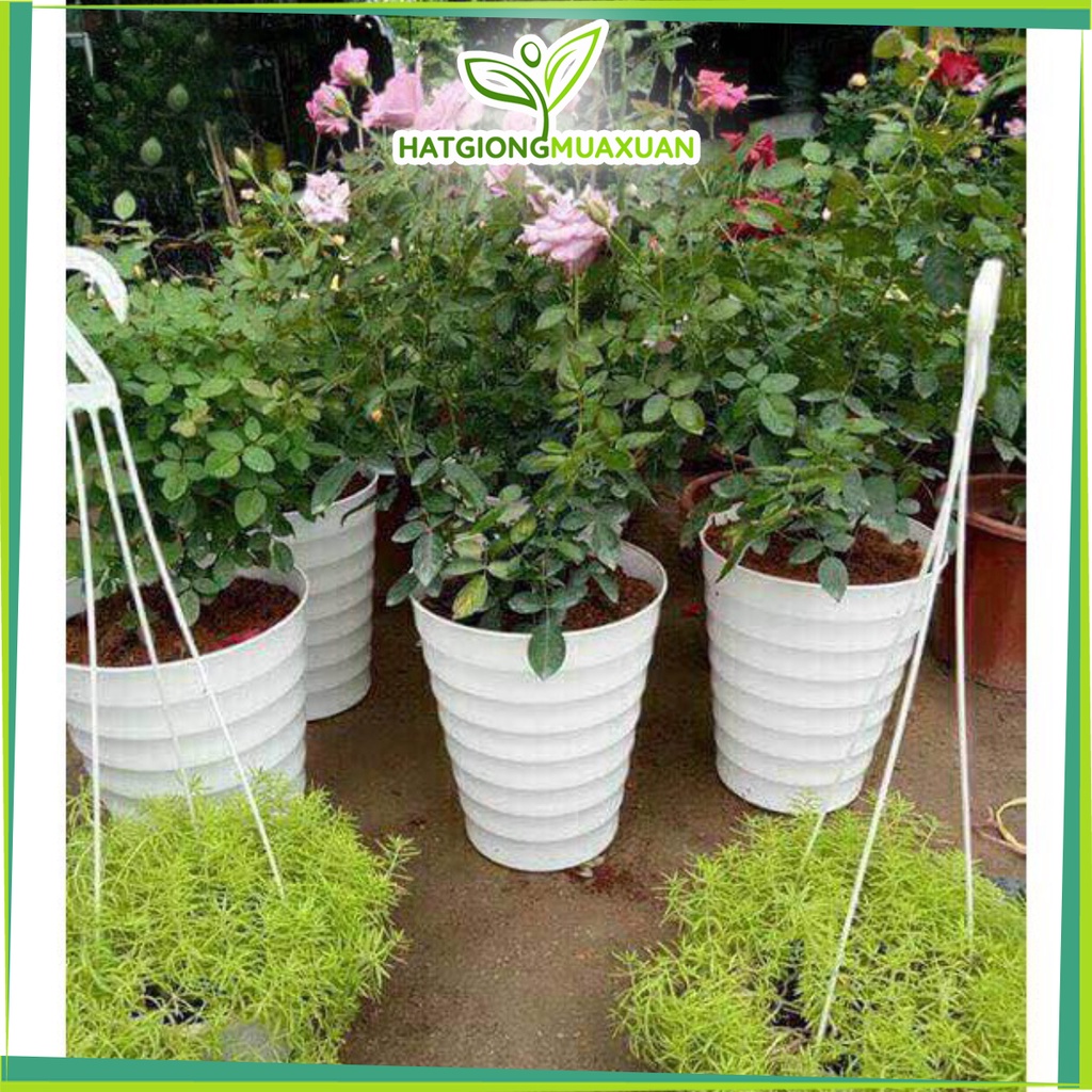 [HOT] Chậu nhựa tròn cao xoắn trồng hoa đường kính 32cm x cao 36cm c/lượng, hg C/ty.