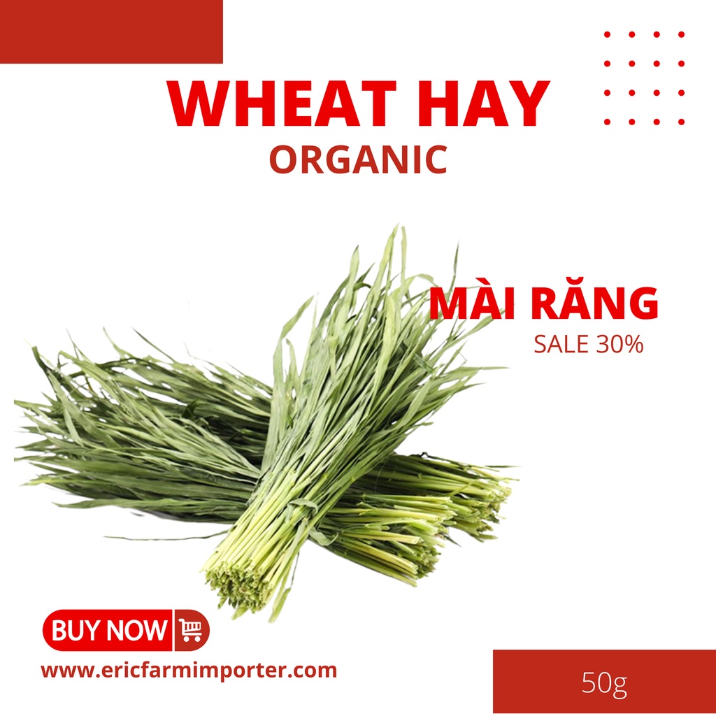 Cỏ Lúa Mì Siêu Dinh Dưỡng 🐶 FREE SHIP 🐶 Siêu Dinh Dưỡng Wheat Grass Thức Ăn Thỏ Bọ Sóc Chinchilla Gặm Nhắm