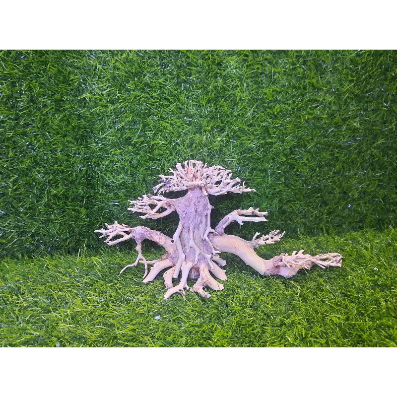 Lũa bonsai cấy rêu 2 thân