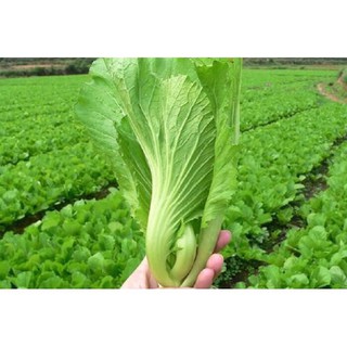 Hạt giống cải bẹ dưa/cải cuốn (tòa xại) (20gam)