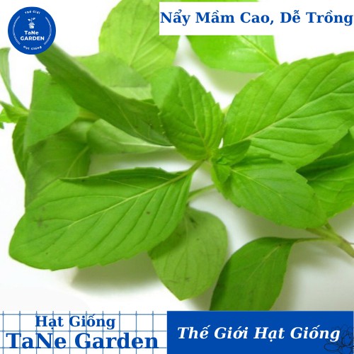 2Gr Hạt Giống Húng Thơm Trắng | Rau É Trắng | Rau Gia Vị - TaNe Garden