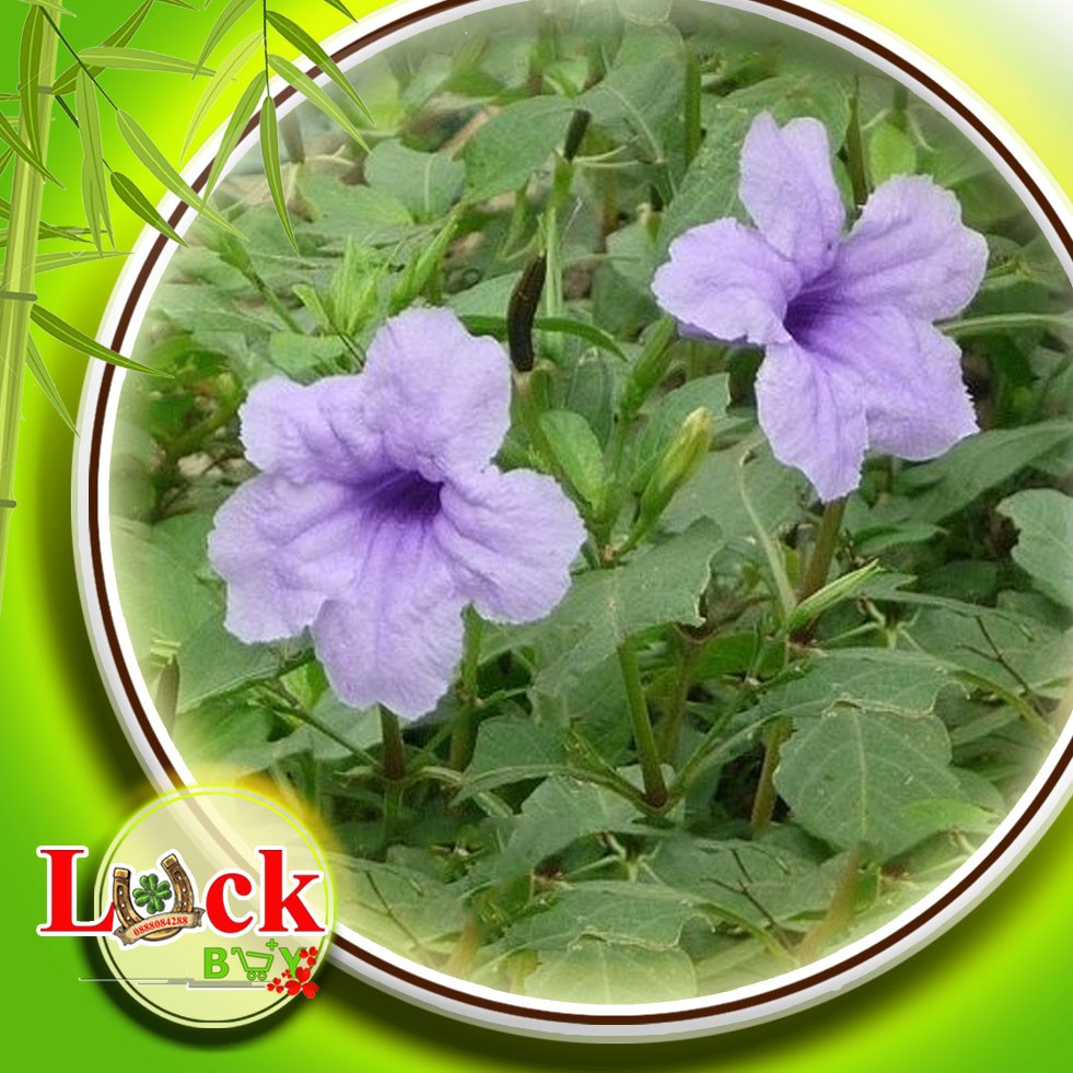 Sâm tanh tách - THUỐC QUÝ chữa bệnh SUY THẬN,THẬN HƯ