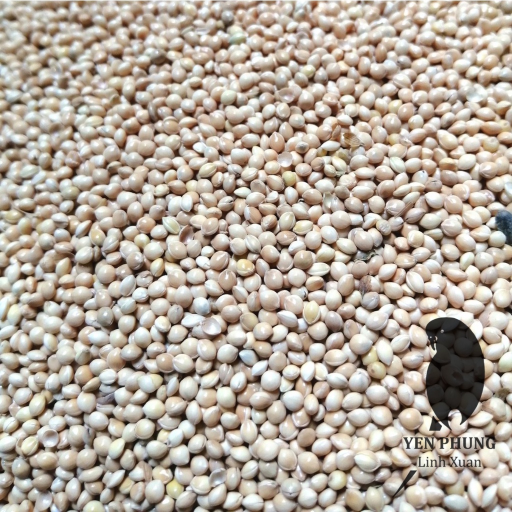 1Kg hạt kê trắng cho chim cảnh