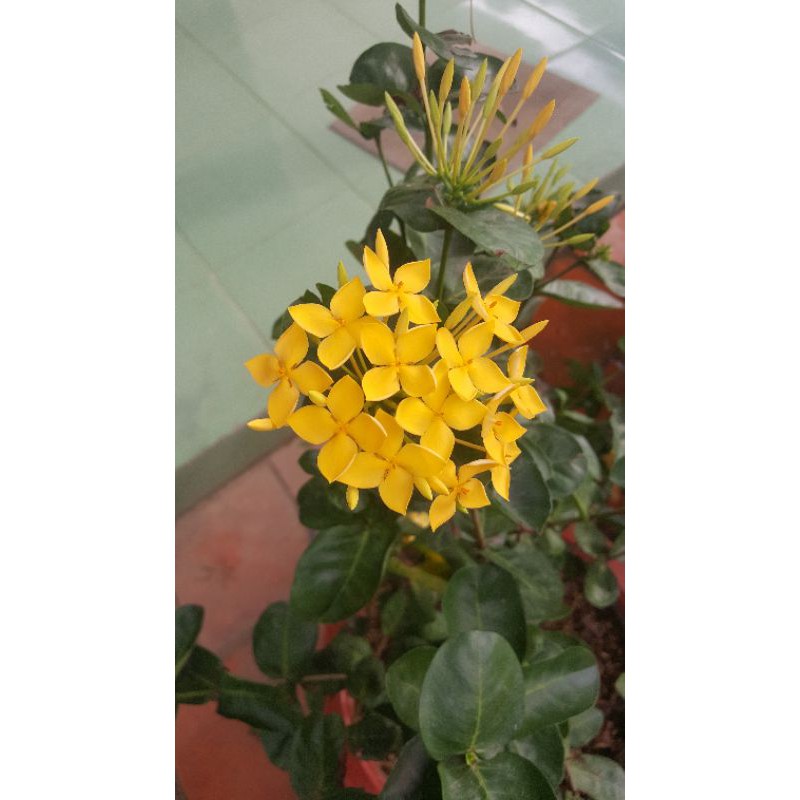 bông trang vàng pháp cây giống