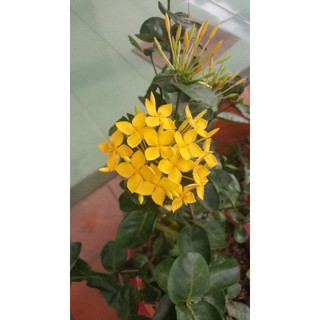 bông trang vàng pháp cây giống