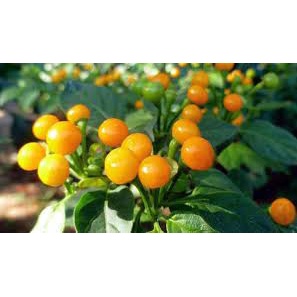 50H - #Hạt_Giống_Ớt_Aji_Charapita siêu cay (tặng kèm phân bón kích mầm)