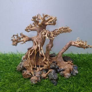 LŨA BON SAI 3 Thân cấy rêu ( N23cm C16c-sâu 10cm)