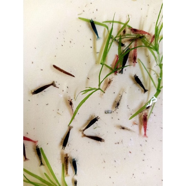 Compo 5bé Tép loạn màu Siêu Đẹp tặng rong