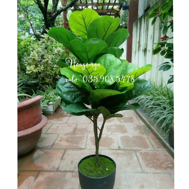 Cây bàng Singgapore 3 nhánh cao 110cm