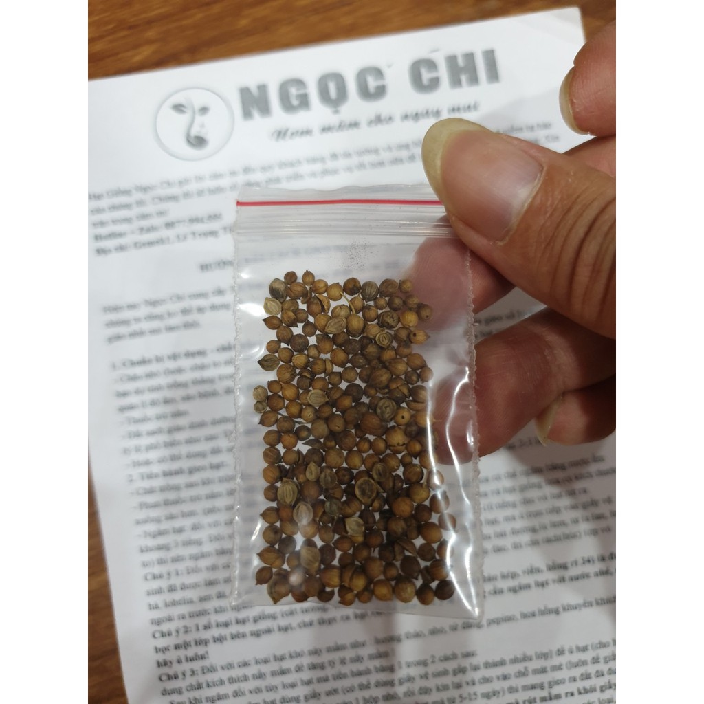 [DEAL SHOCK 1K] 100 Hạt Giống Rau Mùi Cồn Tía (Rau Thơm, Gia Vị) [FREESHIP XTRA]